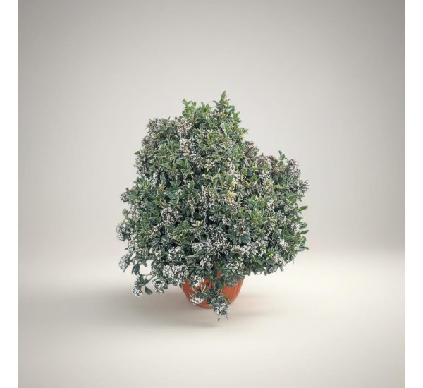 Dev Kar Topu Çalısı